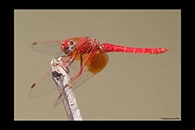 Trithemis kirbyi, thumbnail 12 / 20