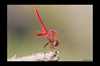 Trithemis kirbyi, thumbnail 15 / 20