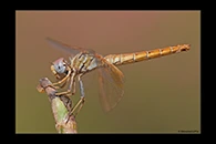 Trithemis kirbyi, thumbnail 16 / 20