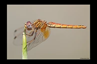 Trithemis kirbyi, thumbnail 17 / 20