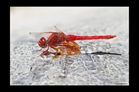 Trithemis kirbyi, thumbnail 18 / 20