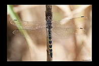 Zygonyx torridus, thumbnail 3 / 20