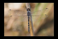 Zygonyx torridus, thumbnail 4 / 20