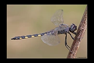 Zygonyx torridus, thumbnail 8 / 20