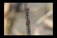 Zygonyx torridus, thumbnail 9 / 20