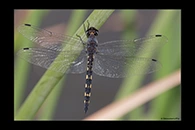 Zygonyx torridus, thumbnail 11 / 20