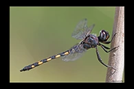 Zygonyx torridus, thumbnail 13 / 20