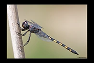 Zygonyx torridus, thumbnail 15 / 20