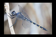 Zygonyx torridus, thumbnail 18 / 20