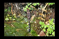 Zygonyx torridus, thumbnail 20 / 20