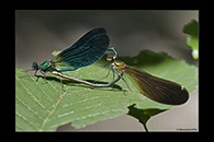 68 / 100. PhotoID: Da349. Beautiful Demoiselle (Calopteryx virgo) - copula