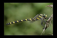 38 / 100. PhotoID: Dr1409. Greek Goldenring (Cordulegaster helladica) - male