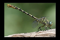 84 / 100. PhotoID: Dr239. Small Pincertail (Onychogomphus forcipatus) - male